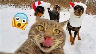 Funny Cats and Dogs Videos -BEST ANIMAL COMPILATION -2-