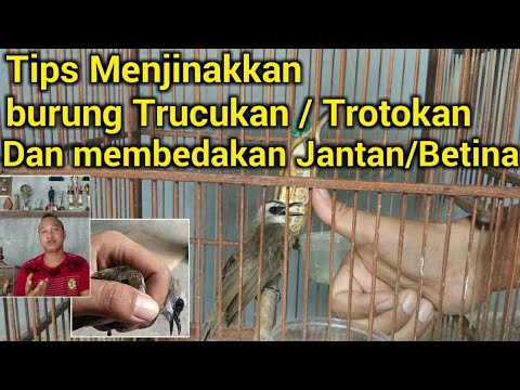 Tips Menjinakkan Burung Trucukan Dan Cara Membedakan Trucukan