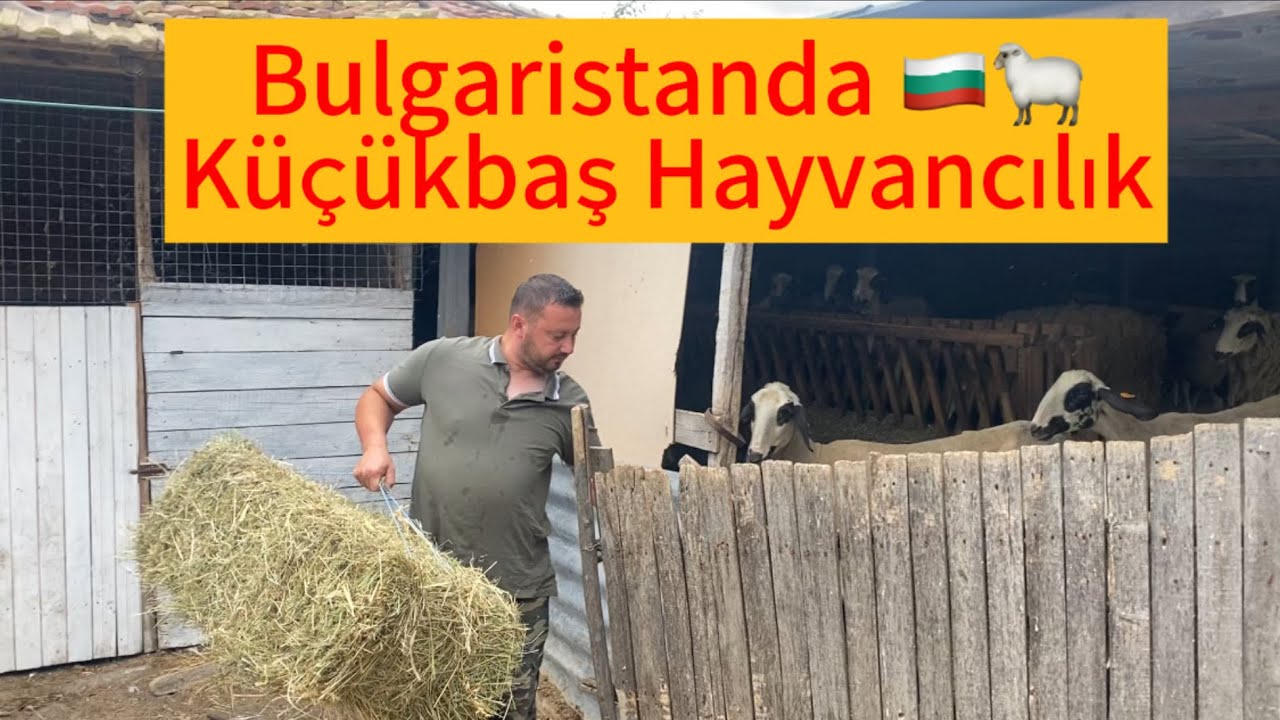 Bulgaristanda küçükbaş hayvancılık~Aile çiftliği 