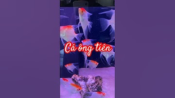 Cá ông tiên koi albino #fish #cá #shorts #youtubeshorts #trending #shortvideo #short
