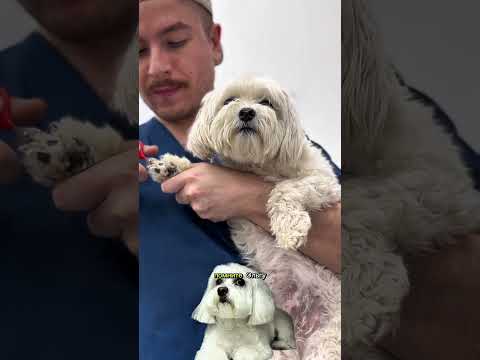 ТРИНАДЦАТЬ РАЗНЫХ СОБАК В ГРУМИНГ-САЛОНЕ #собаки #груминг #grooming #dogs #georgia #тбилиси #vlog