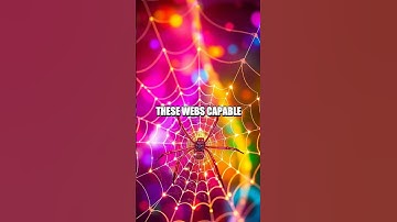 The Hidden Geometry of Spider Webs: Nature