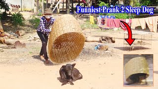 Hey What Happened!!! Handmade Basket vs Prank 2 Sleeping Dog , Most Funniest Videos