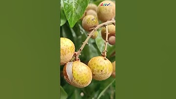 Bảo vệ nhãn trước bệnh nứt và rụng trái trong mùa mưa | CHUYỆN NÔNG GIA