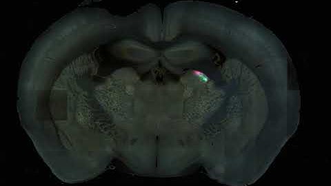 RGB Serial Section Mouse Brain