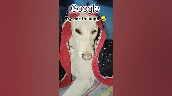 Video 6662181: cat farm, funny cats dogs clean, funny farm animals, feed dog