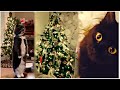 Cat Christmas Tree Коты и ёлки СМЕХОТЕРАПИЯ ПРИКОЛЫ 2020 СМЕШНЫЕ ЖИВОТНЫЕ 2020 COUB ANIMALS
