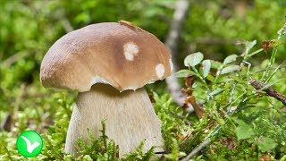 видео Вред грибов