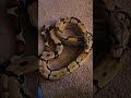 Angry Peruvian Boa Constrictor mp3