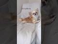 【オヤツは逃げないよ♡】#チワワ #chihuahua #可愛い #shorts #チワワちゃん #癒し #cutedog #fyp #foryou