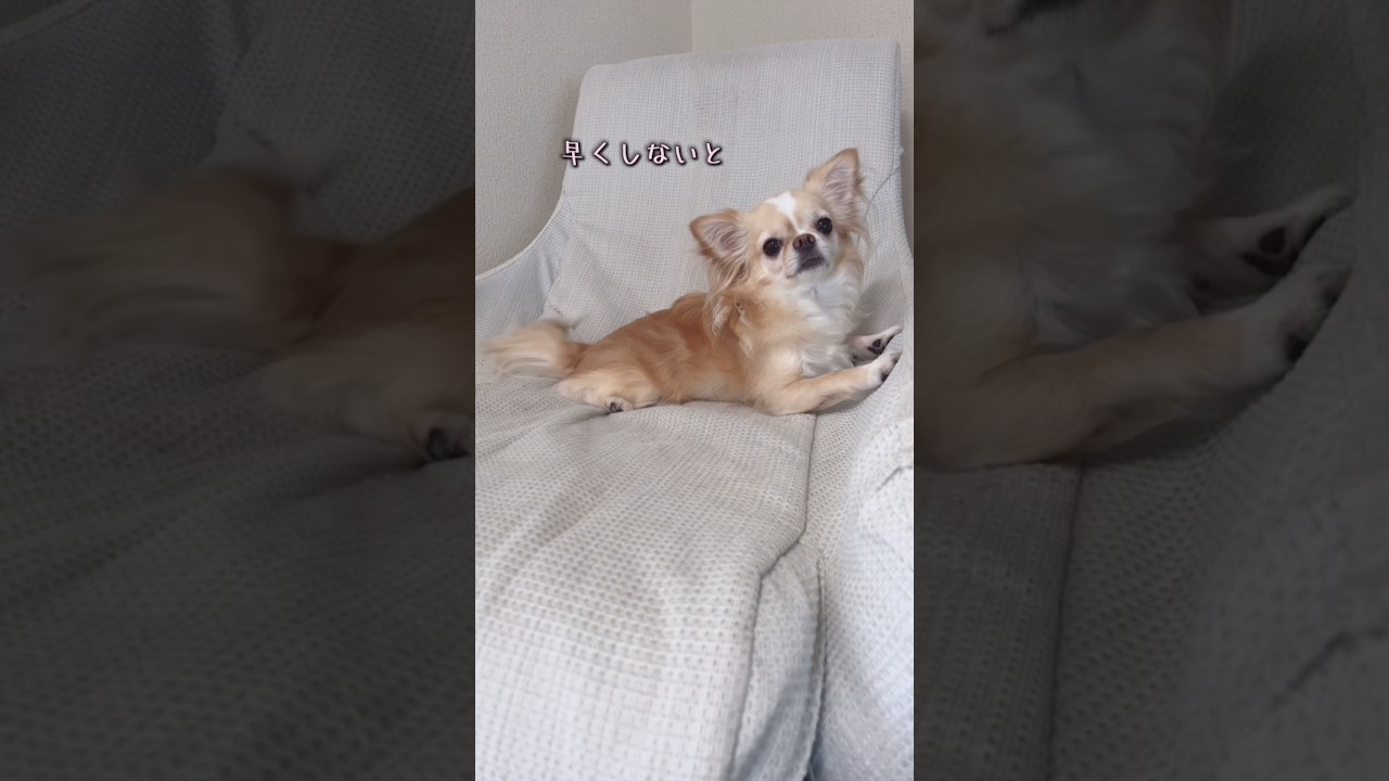 【オヤツは逃げないよ♡】#チワワ #chihuahua #可愛い #shorts #チワワちゃん #癒し #cutedog #fyp #foryou