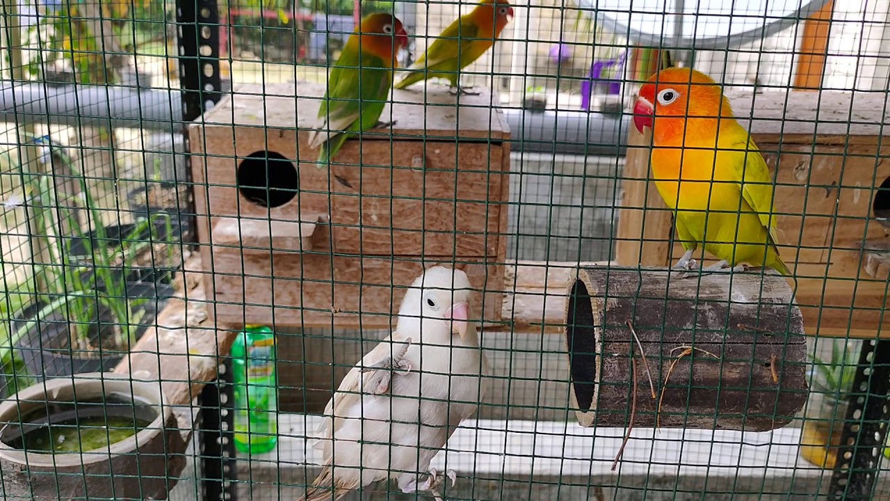 Lovebird 