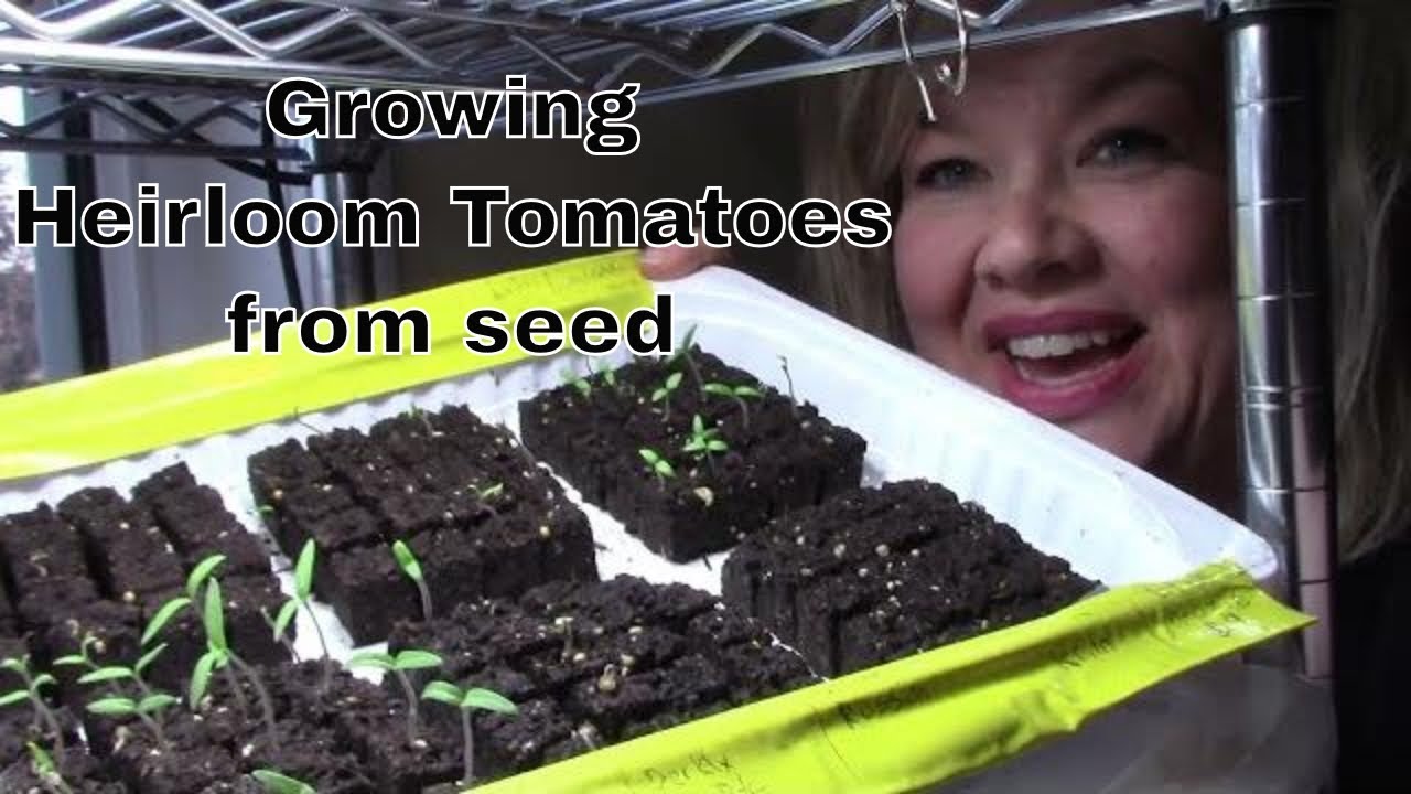 Growing Heirloom Tomatoes from seed YouTube