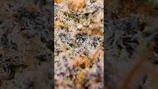 Zerbert - 910 Collective