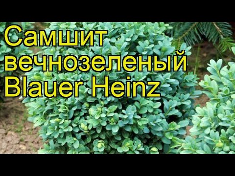 Самшит вечнозеленый Блауэр Гейнц. Краткий обзор, описание buxus sempervirens Blauer Heinz