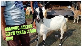 Kambing jantan ditawarkan 2.400 ribu di pasar hewan Purbalingga