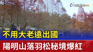 不用大老遠出國 陽明山落羽松秘境爆紅