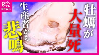 兵庫の海で養殖カキのおよそ8割が死滅　「地球温暖化も影響のひとつ」と専門家　背景には海水温と塩分濃度の上昇か｜newsランナー〈カンテレNEWS〉