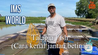 Talapia Fish (Cara mengenali jantan betina)