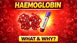 Haemoglobin Explained | Function, Normal Range &amp; Importance | MLT Notes