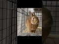 【問題です】このうさぎは何回足ダンしたでしょうか？正解は概要欄で！　#shorts