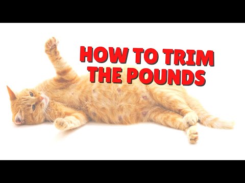 Video: Feline Obesity: Cara Membantu Kucing Anda Lurus