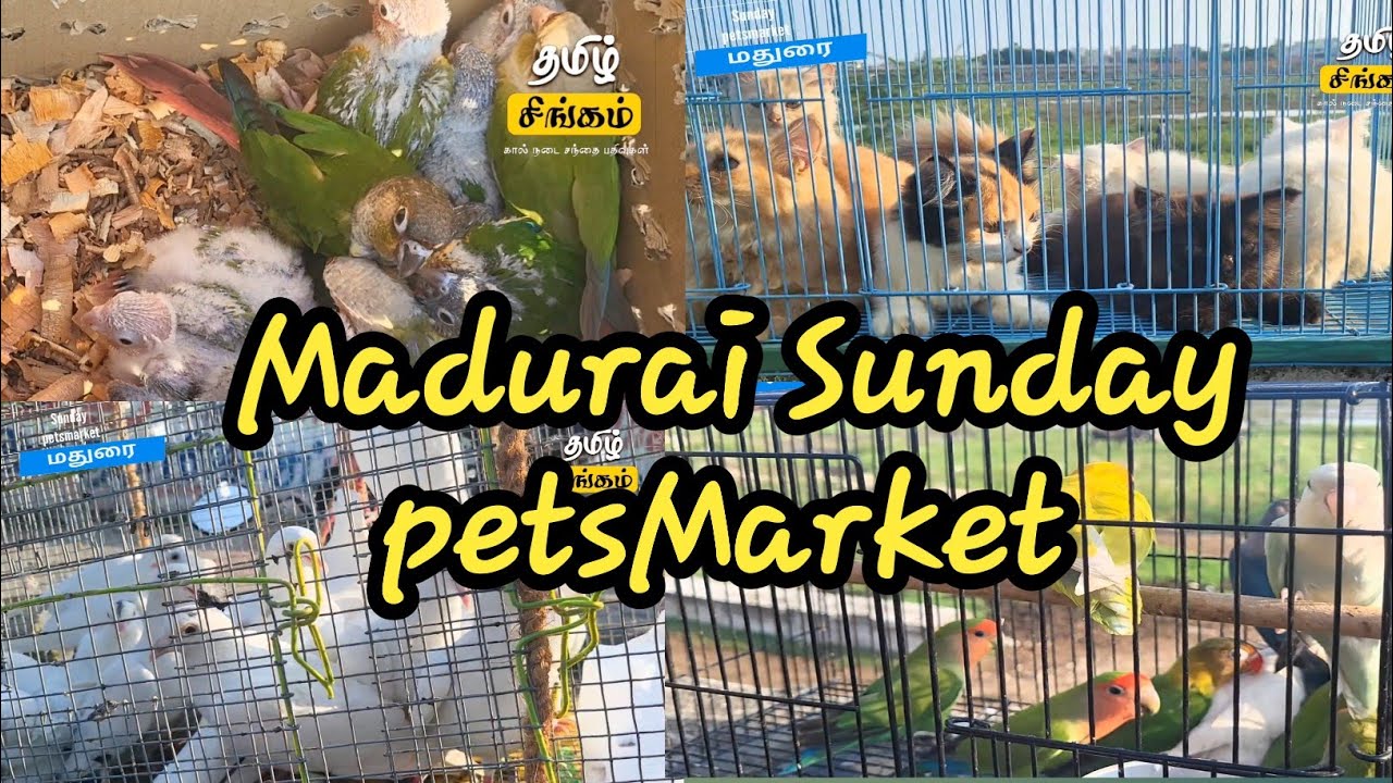 Madurai cheapest pet market #Pets market in Madurai #sunday #market @TAMILSINGAM5500 