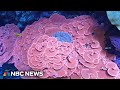 Georgia Aquarium is working to rescue corals from trafficking