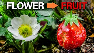 Strawberry Flower to Fruit Time-lapse (Aphids Issue) screenshot 4