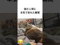 猫が人間に本気で呆れた瞬間