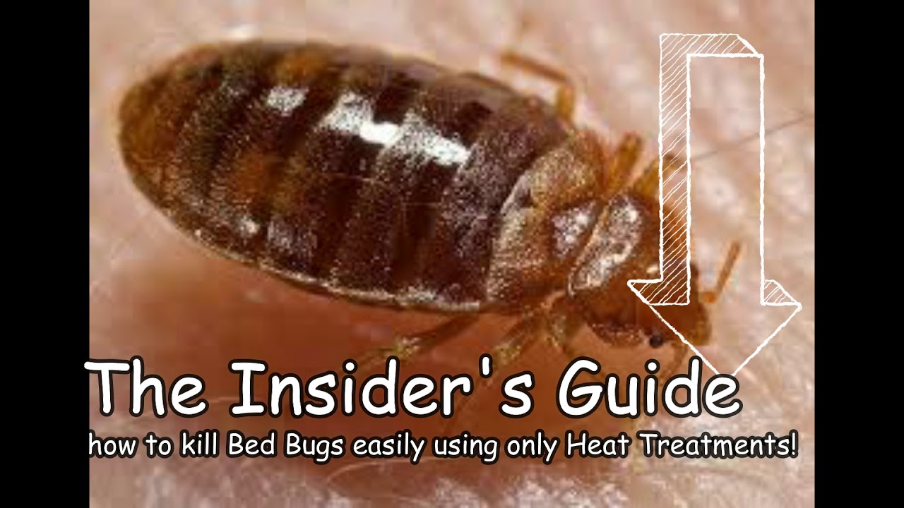 WATCH Home Remedies For Bed Bug Bites Treatment Permanent Elimination Of Bed Bugs At Home