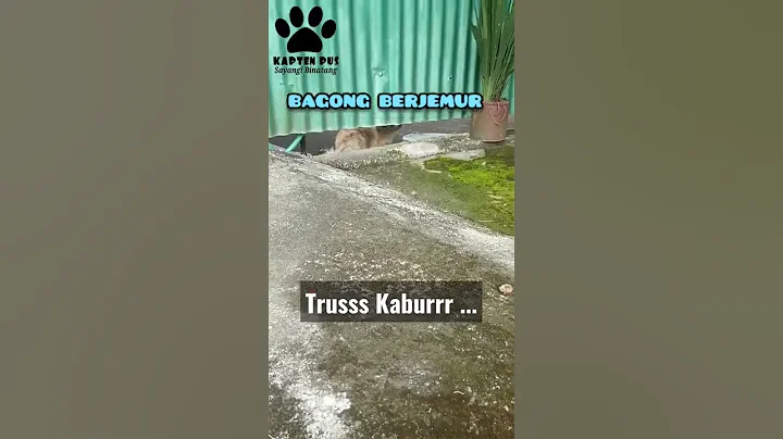 Video 4198081: kucing bengal mix persia