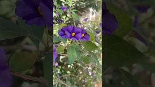 Blue Potato Bush 😍
