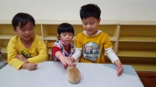 玫瑰班~106 3 20生態 兔子和天竺鼠