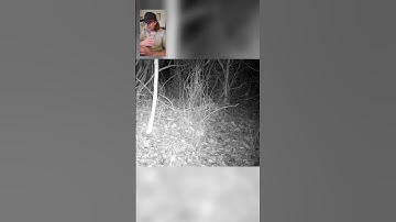 We have a new target predator! #trapping #predators #predatorcontrol #chickens