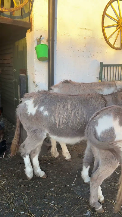 Greetings and good morning Mo knows it’s the Monday morning donkey rush hour #rushhour #donkey