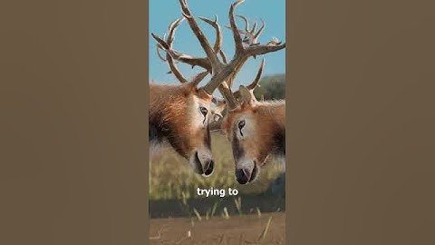 When Antlers Get Stuck Together 😱