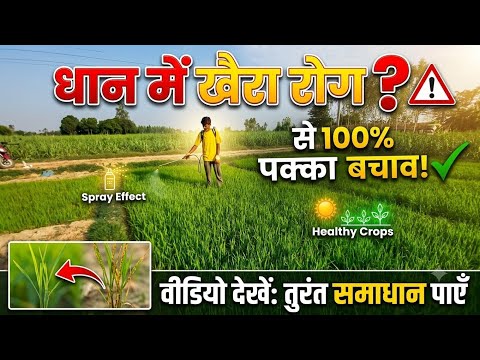 धान की नर्सरी में खैरा रोग का पक्का इलाज | Khaira Disease Control in Paddy