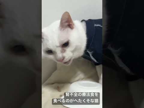 腎不全の療法食を食べるのがへたくそ過ぎるウチューネコ #cat  #猫  #ねこ  #cute #animal #shorts