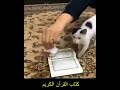 شاهد معجزة قط يشهد أن القرأن كريم هو كتاب الله 2018 2019