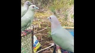 Pikat punai super gacor n jinak