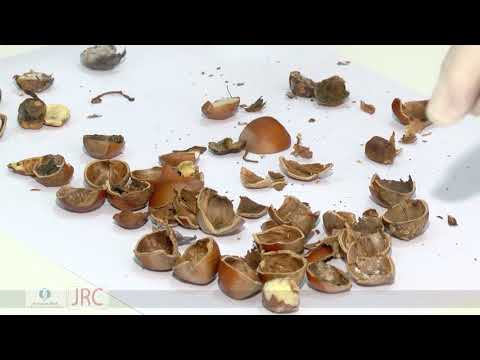 თხილის ხარისხი და აზიური ფაროსანას გავლენა