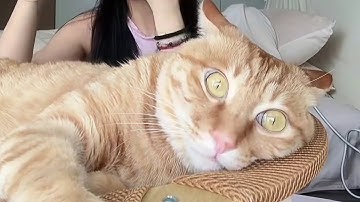 CATS: Wildly Unpredictable and Totally Bonkers