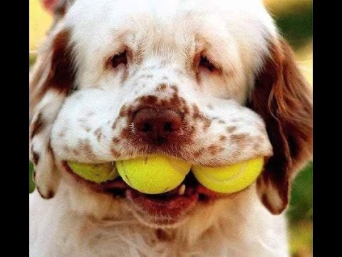 vERY fUNNY dOGS 3 - YouTube