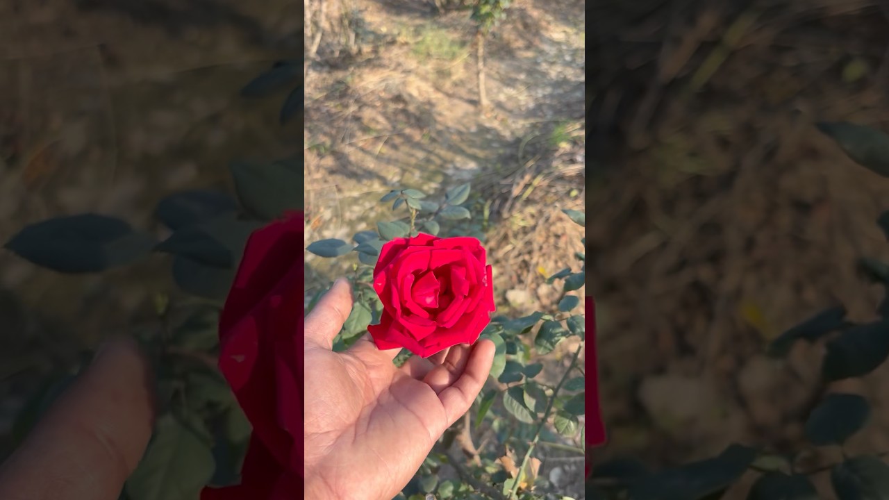Sunday mini vlog 🌼🌹 #plantperfect #vishgarden #minivlog #sunday #khet #sarsonkekhet #gulab #rose