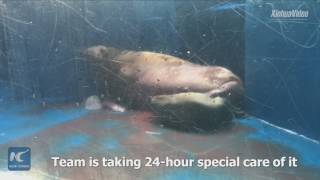 Hello, world! China's 1st captive-bred walrus born