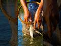 Traditional Bamboo Fishing Trap | Apaar Shorts #shorts #fishing
