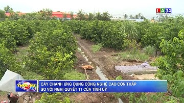 Cây chanh ứng dụng công nghệ cao còn thấp so với Nghị quyết 11 của Tỉnh ủy | LONG AN TV