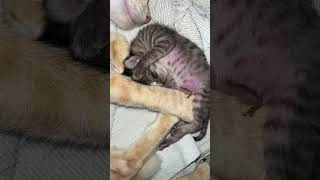 Orange mama cat and her tilapia kitten cutie 😽 #puspins #cat #mamacat #kitty