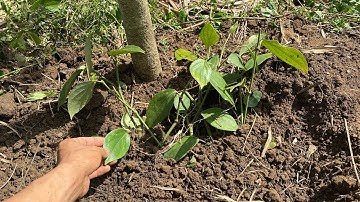Cách trồng cây tiêu trực tiếp đơn giản và hiệu quả.
